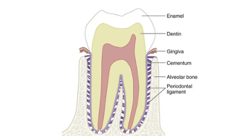 Teeth Maintenance Tooth Ligaments Dentist Kennewick WA Clearwater Dental